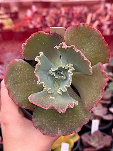 Echeveria kavaradossi