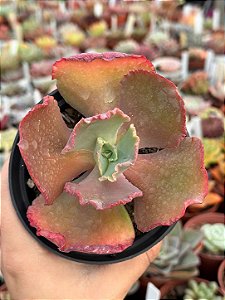 Echeveria kavaradossi