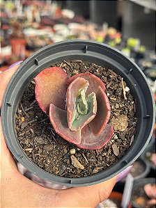 Echeveria kavaradossi