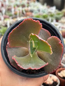 Echeveria kavaradossi