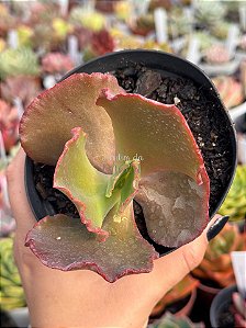 Echeveria kavaradossi