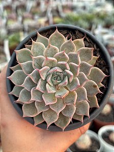 Echeveria texensis