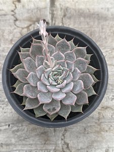 Echeveria texensis