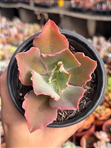 Echeveria cielpur