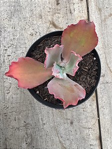Echeveria cielpur