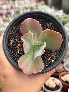 Echeveria cielpur