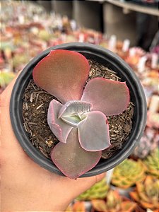 Echeveria dragonas