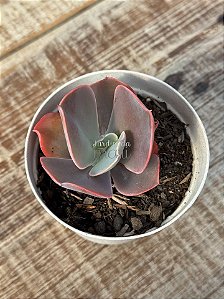 Echeveria dragonas
