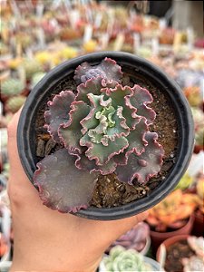 Echeveria dragon queen