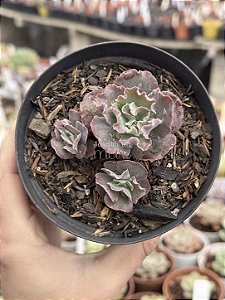 Echeveria dragon queen