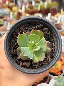 Echeveria dragon queen