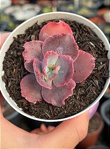 Echeveria dragon queen (sem raiz)