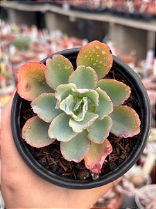 Echeveria lady aquarius