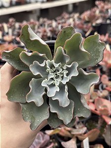 Echeveria lady aquarius
