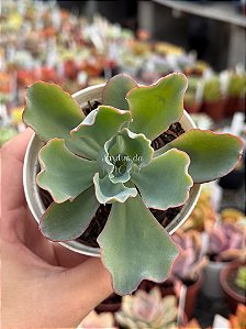 Echeveria lady aquarius
