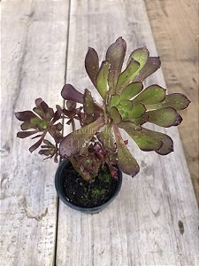 Aeonium arborium 02 cabeças