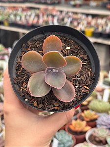 Echeveria decora hibrida