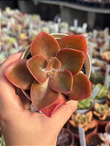 Echeveria decora hibrida