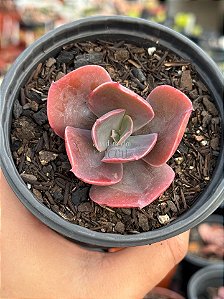 Echeveria decora hibrida