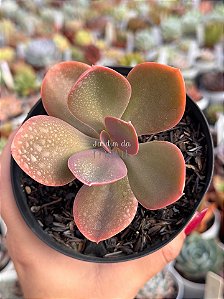 Echeveria decora hibrida