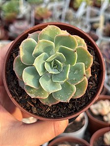 Echeveria lion ( hibrida de raindrops) Exclusiva jardim da mari (sem raiz)