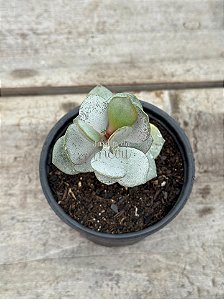 Adromischus hemisphaericus
