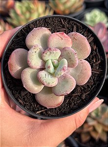Echeveria oteroi x lauii
