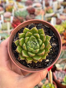 Echeveria victor