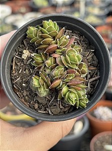 Crassula cv David