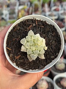 Haworthia cooperi var. pilifera silver swirl variegata