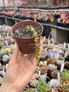 Dischidia ruscifolia