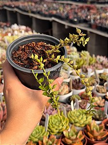 Dischidia ruscifolia