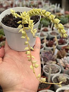 Dirschidia ruscifolia variegata
