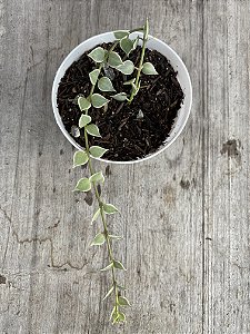 Dirschidia ruscifolia variegata