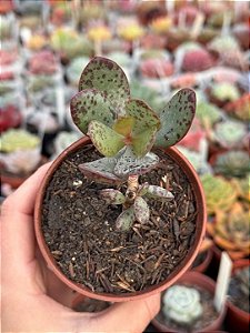 Adromischus maculatus strawberry cake