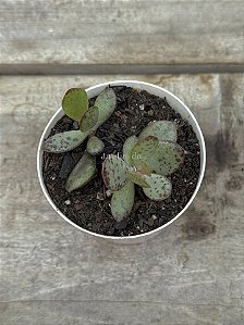 Adromischus maculatus strawberry cake