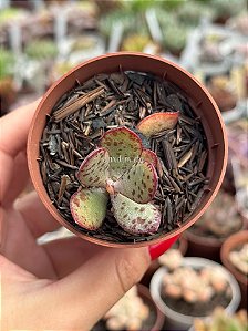 Adromischus maculatus strawberry cake
