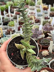 Crassula falcata minor