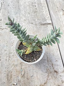 Crassula falcata minor