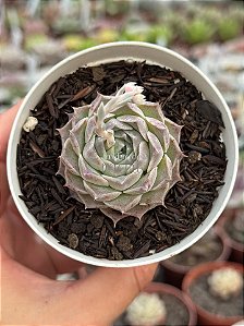Echeveria hyalina