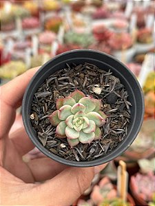 Echeveria little dwarf P