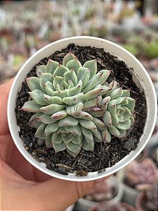 Echeveria little dwarf
