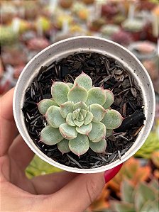 Echeveria little dwarf