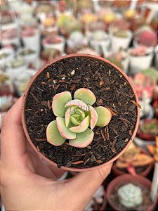 Echeveria peach pride