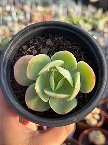Echeveria peach pride