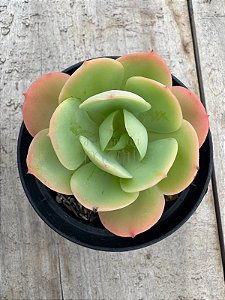 Echeveria peach pride