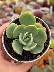 Echeveria peach pride