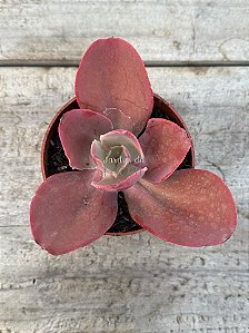 Echeveria HB M31 (sem raiz)