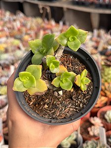 Crassula lactea