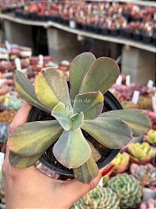 Echeveria paul bunyan variegata